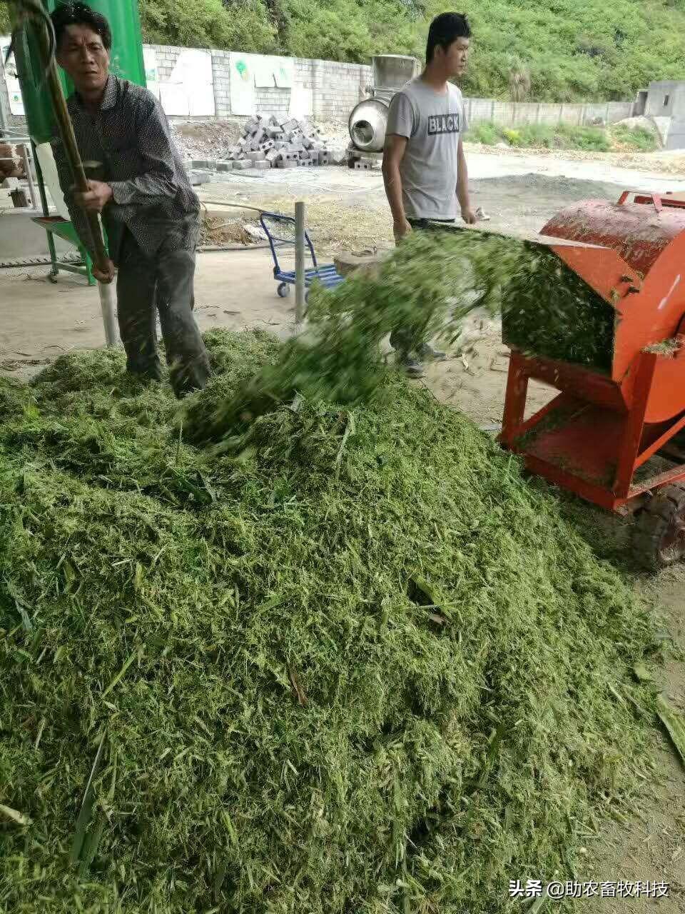 牧草喂猪可减少多少成本(用牧草喂猪能节省多少成本)