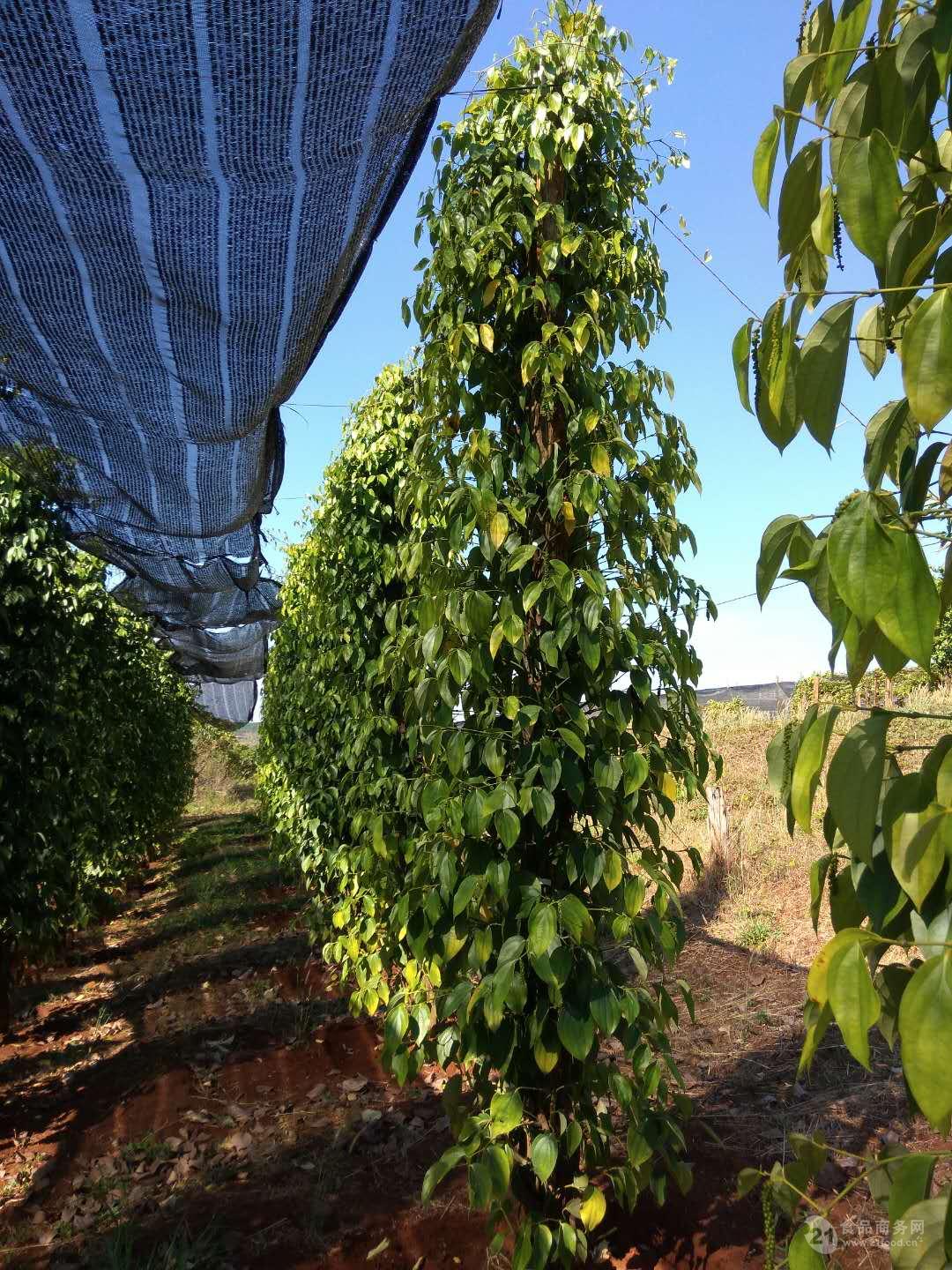 越南胡椒跌到成本(越南胡椒跌到成本了吗)