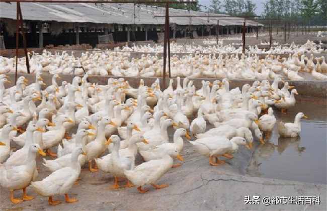 养鸭怎么降低成本(养鸭怎么降低成本的方法)