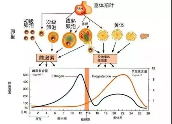 正规卵巢功能减退多少钱(正规卵巢功能减退多少钱能治好)